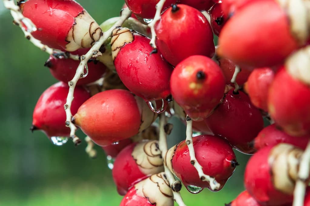 Frutas tropicales rojas crecen en un racimo.